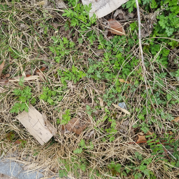  거제시.동네.쓰레기.플로깅