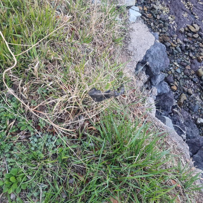  거제시.동네.쓰레기.플로깅