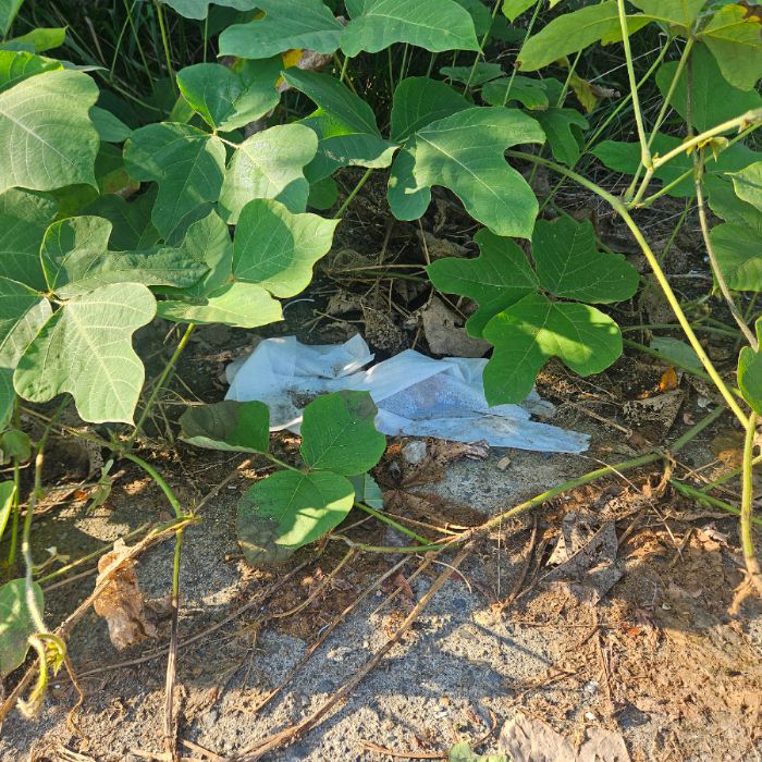 칠곡군.동네.쓰레기.플로깅