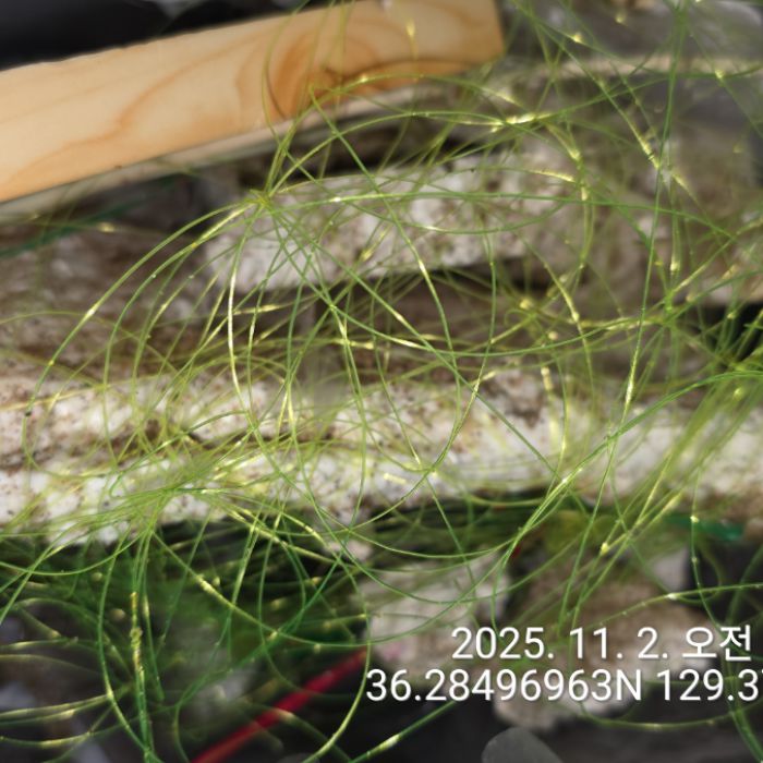  영덕군.동네.쓰레기.플로깅