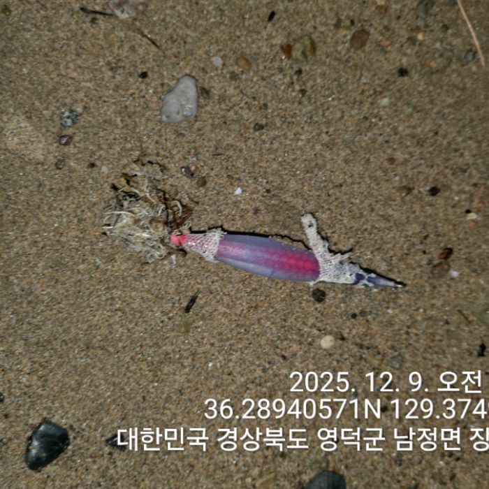  영덕군.동네.쓰레기.플로깅