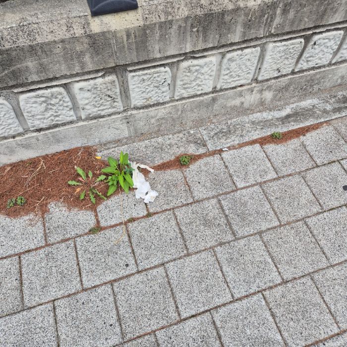  동해시.동네.쓰레기.플로깅